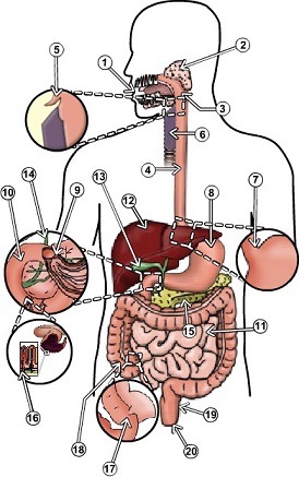 1263_Digestive system.jpg